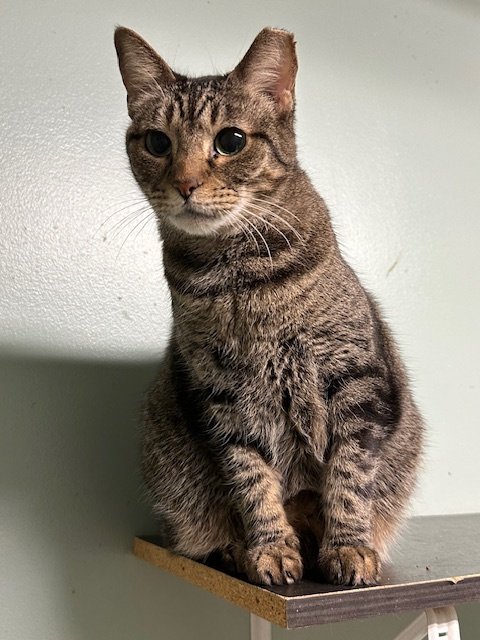 adoptable Cat in Jackson, MS named Mr Kat