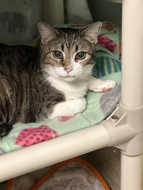 NIP - Domestic Short Hair available for adoption