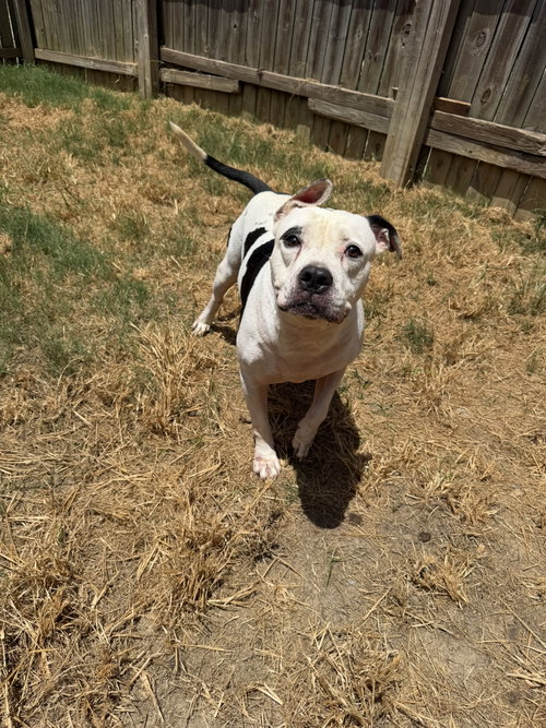 Berkley, a dog for adoption from Animal Rescue Fund of MS