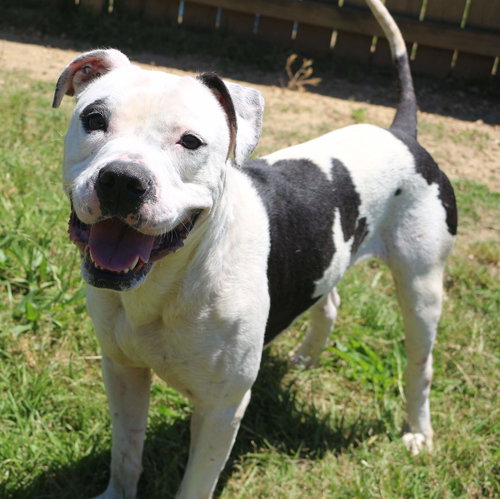 BERKLEY - American Bulldog available for adoption