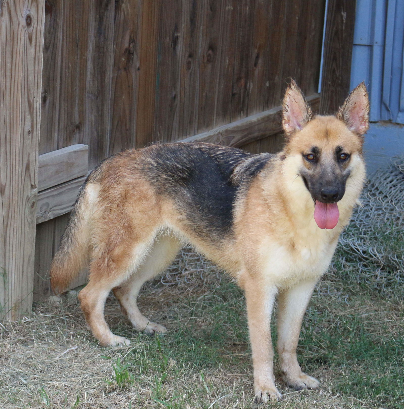 adoptable Dog in Jackson, MS named Callie Mae