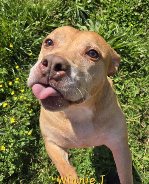 WINNIE J - Staffordshire Bull Terrier / Labrador Retriever available for adoption