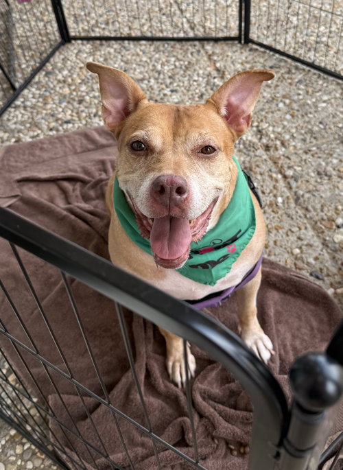 Winnie J, a dog for adoption from Animal Rescue Fund of MS