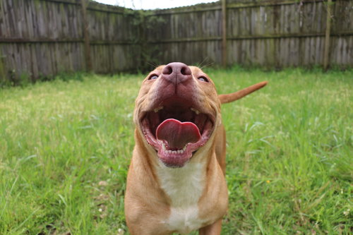 WINNIE J - Unknown available for adoption