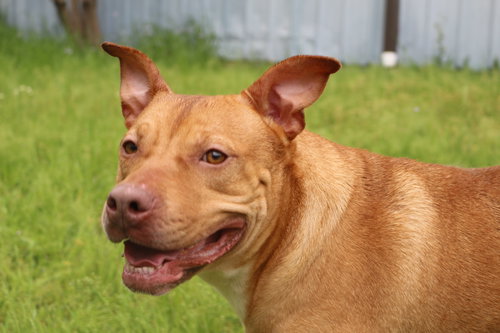 WINNIE J - Unknown available for adoption