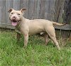 adoptable Dog in , MS named Cyrano