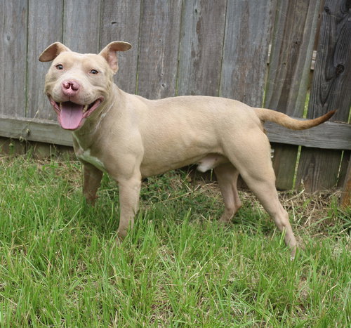 CYRANO - American Staffordshire Terrier available for adoption