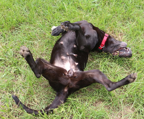 CHICKORY - Black Labrador Retriever available for adoption