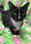 adoptable Cat in , MS named Wiley