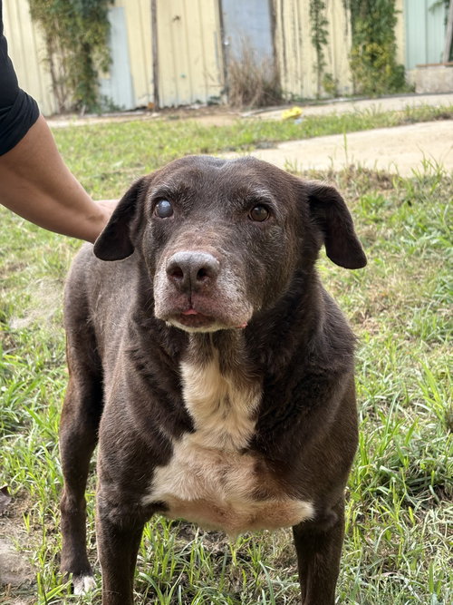 BACH - Labrador Retriever / Hound available for adoption