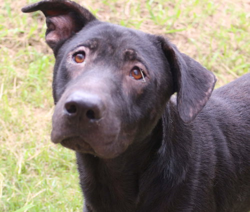 CHOPIN - Hound available for adoption