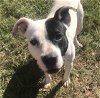 adoptable Dog in jackson, MS named Canton
