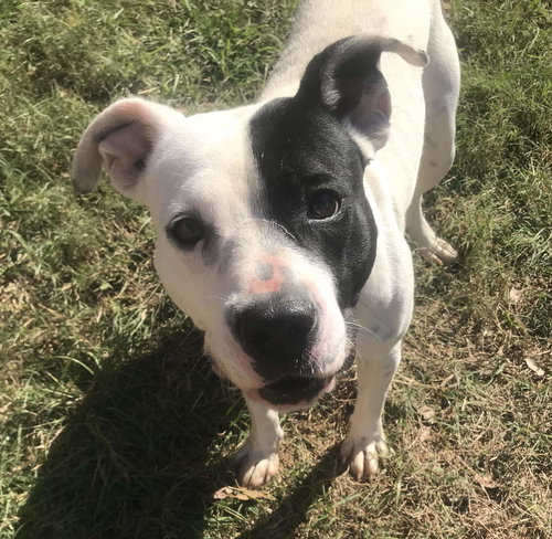 CANTON - American Pit Bull Terrier available for adoption