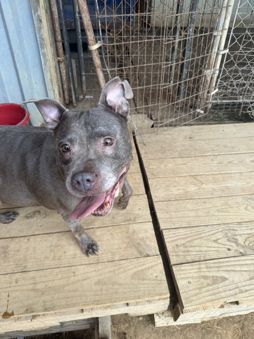 Millie, a dog for adoption from Animal Rescue Fund of MS