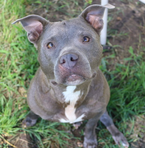 MILLIE - American Bulldog available for adoption
