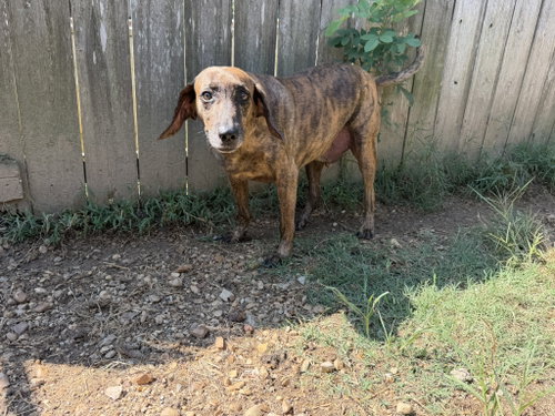 Slick, a dog for adoption from Animal Rescue Fund of MS