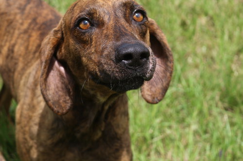 SLICK - Plott Hound available for adoption