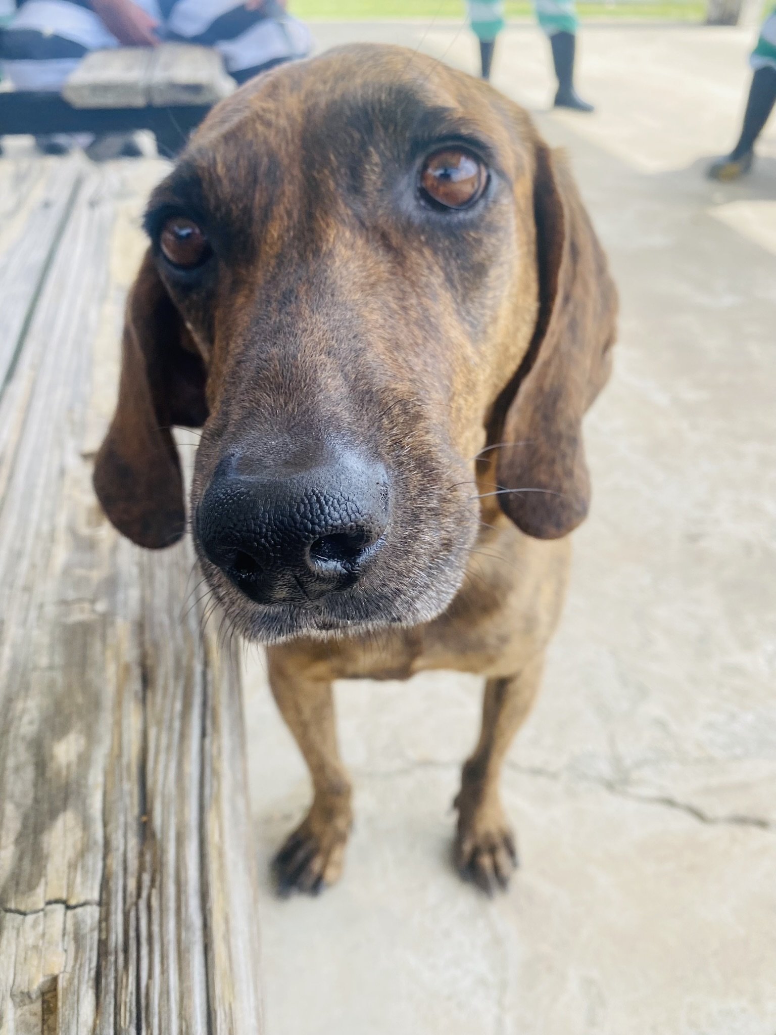 adoptable Dog in Pearl, MS named Slick