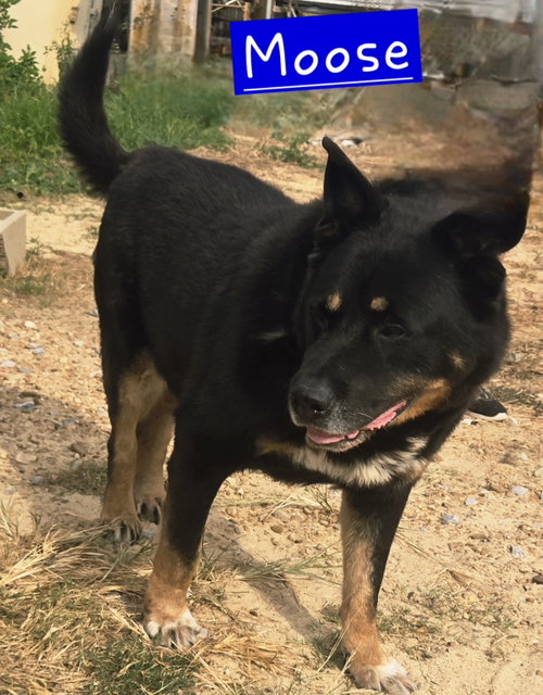Photo of Moose