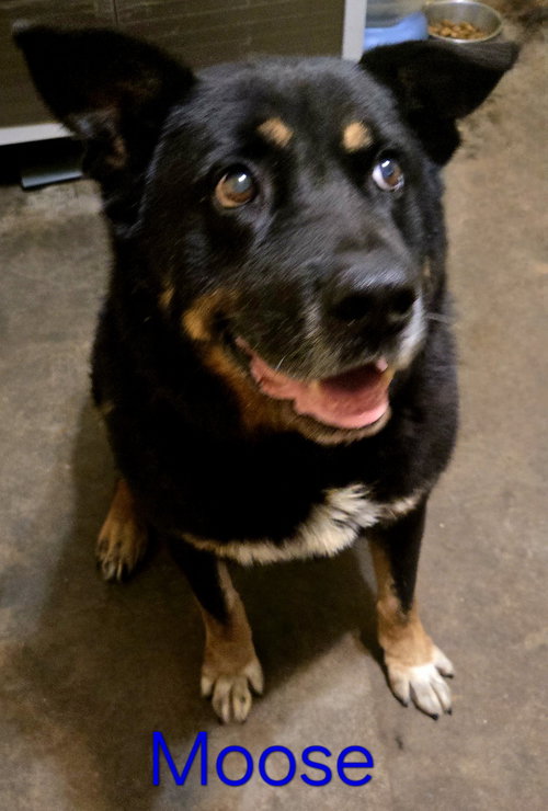 Photo of Moose