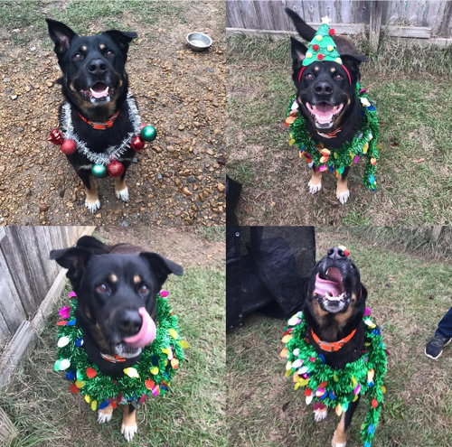Photo of Moose