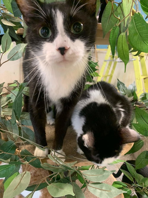 RINGO - Domestic Short Hair available for adoption