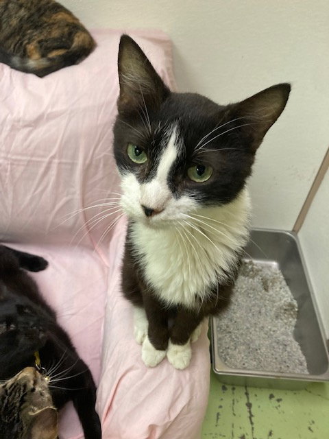 picture of the cat needing adoption