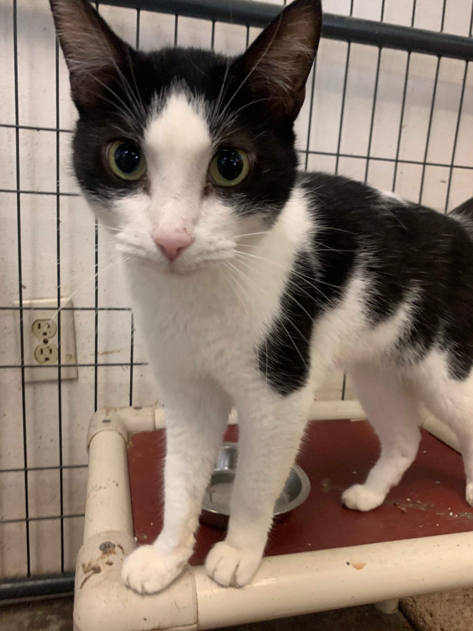 adoptable Cat in Jackson, MS named Tux