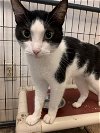 adoptable Cat in  named Tux