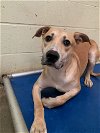 adoptable Dog in jackson, ms, MS named Bagel