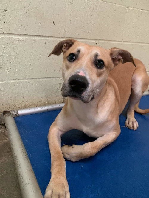 BAGEL - Labrador Retriever / Shepherd available for adoption