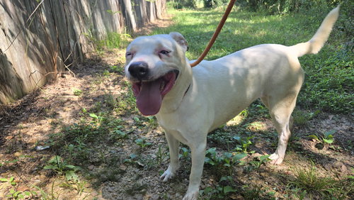 NOVA - Terrier available for adoption
