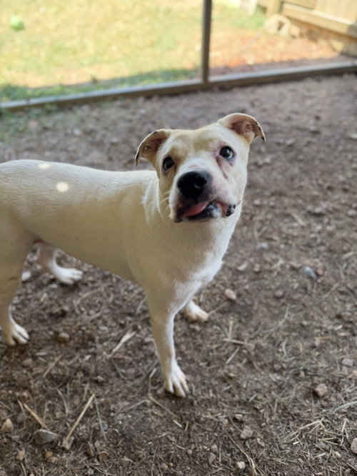 Nova, a dog for adoption from Animal Rescue Fund of MS