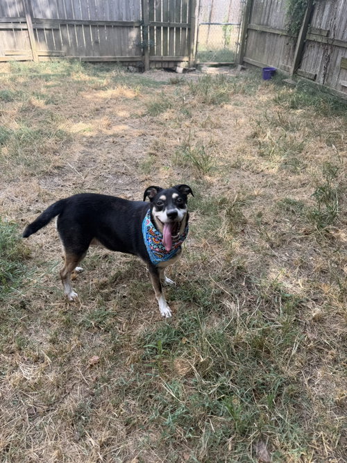 Princess Leia, a dog for adoption from Animal Rescue Fund of MS