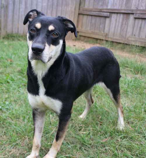 PRINCESS LEIA - Shepherd available for adoption
