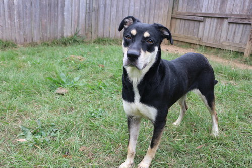 PRINCESS LEIA - Shepherd available for adoption
