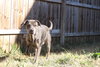 Butterbean - Photo 2