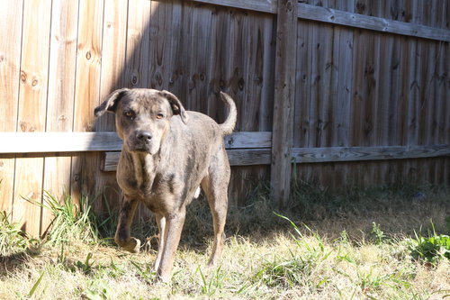 BUTTERBEAN - Catahoula Leopard Dog available for adoption