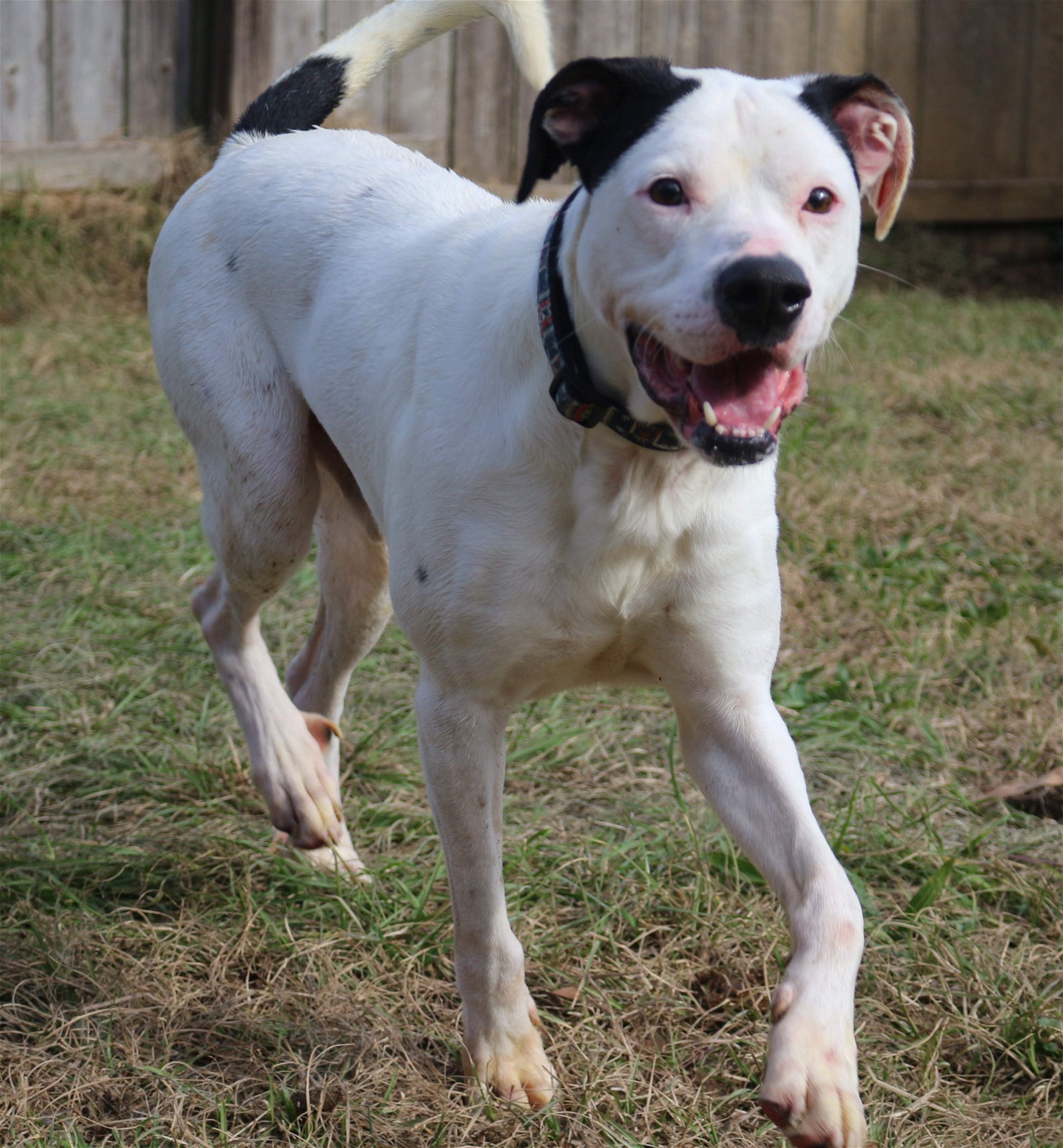 adoptable Dog in Jackson, MS named Peanut