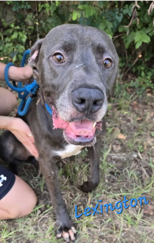 Lexington, an adoptable Labrador Retriever in Jackson, MS