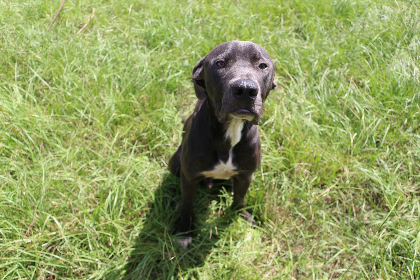 adoptable Dog in Jackson, MS named Lexington
