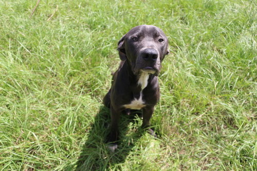 LEXINGTON - Great Dane / Black Labrador Retriever available for adoption