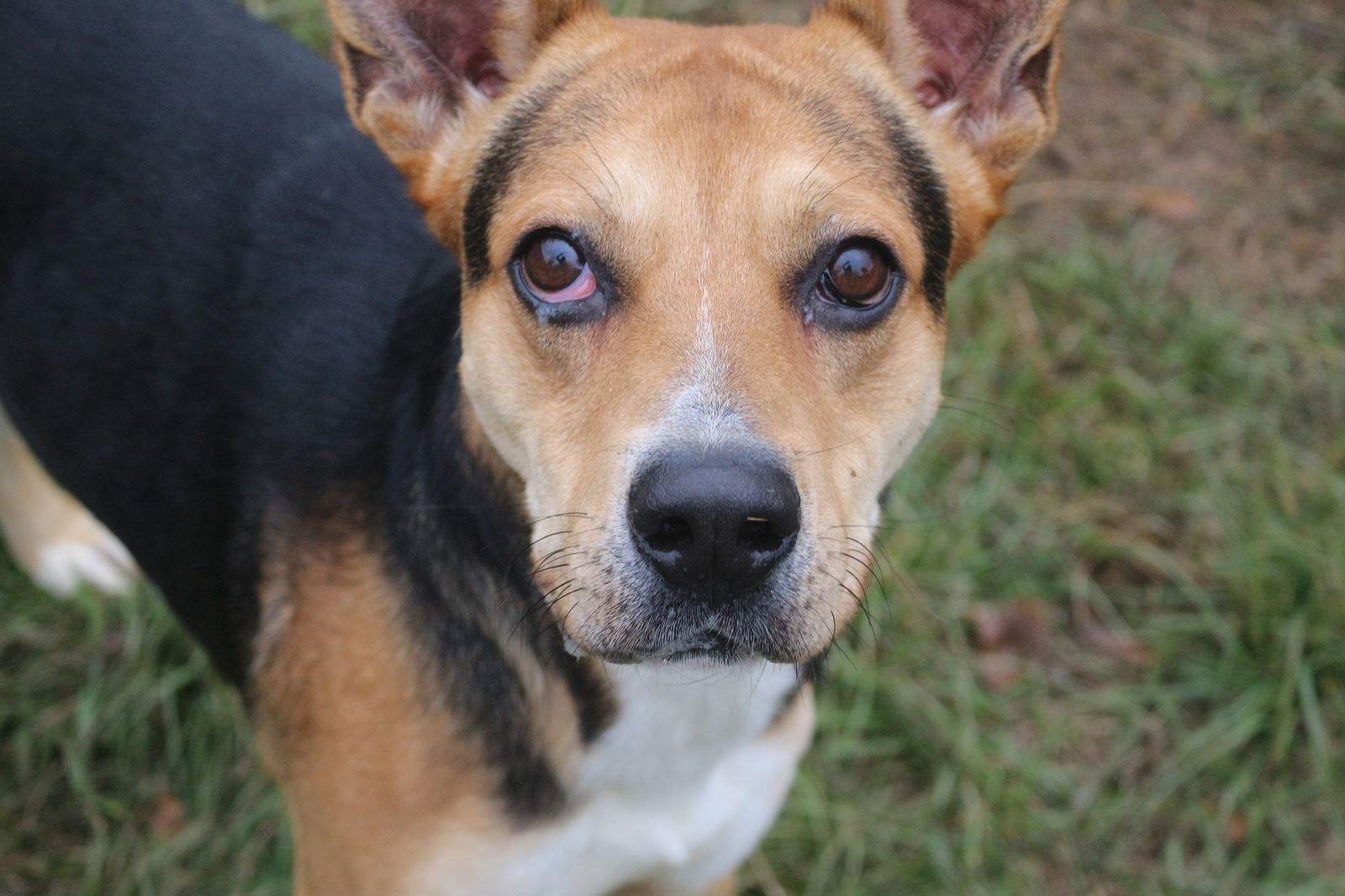 adoptable Dog in Jackson, MS named Meadowlark