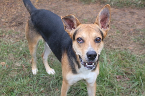 MEADOWLARK - Shepherd available for adoption