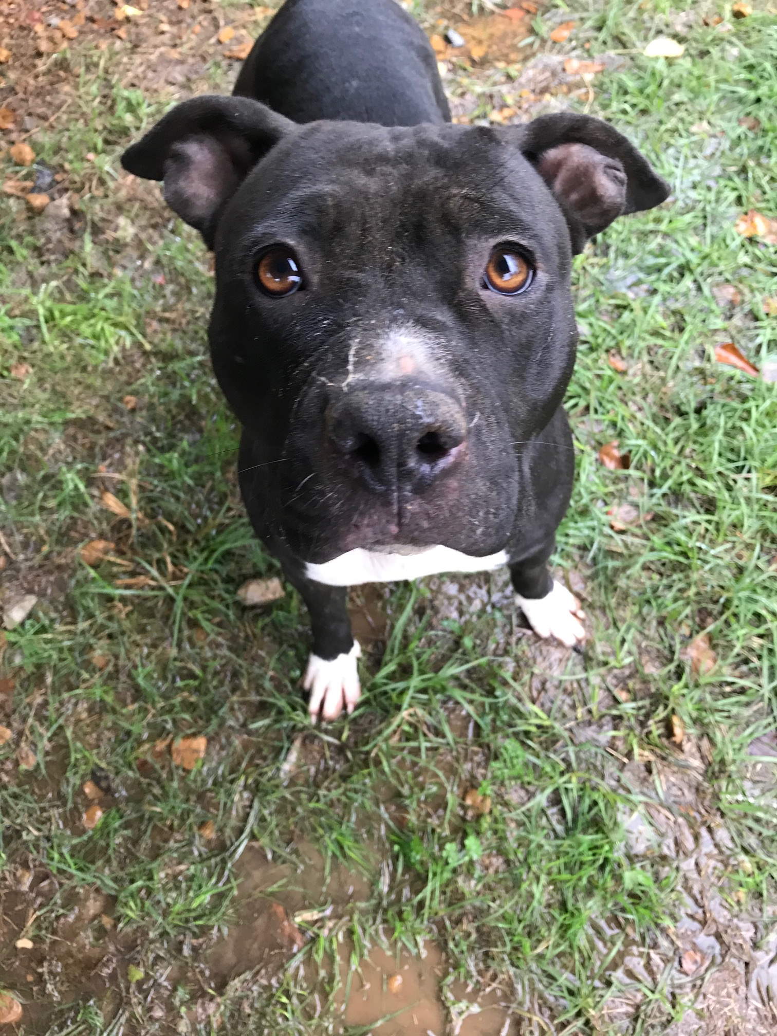 adoptable Dog in Jackson, MS named Flower