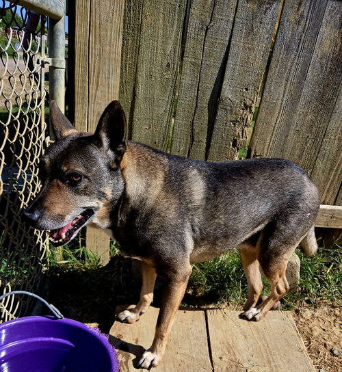 Wally, a dog for adoption from Animal Rescue Fund of MS