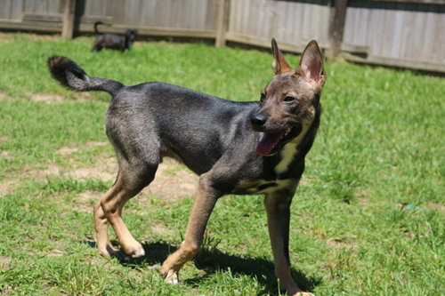 picture of the dog needing adoption