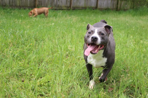 SYLVIE - Unknown available for adoption