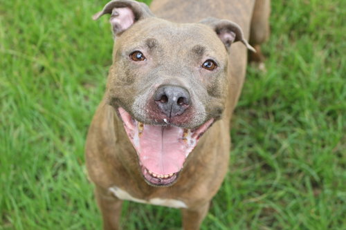 PRICILLA - American Staffordshire Terrier available for adoption
