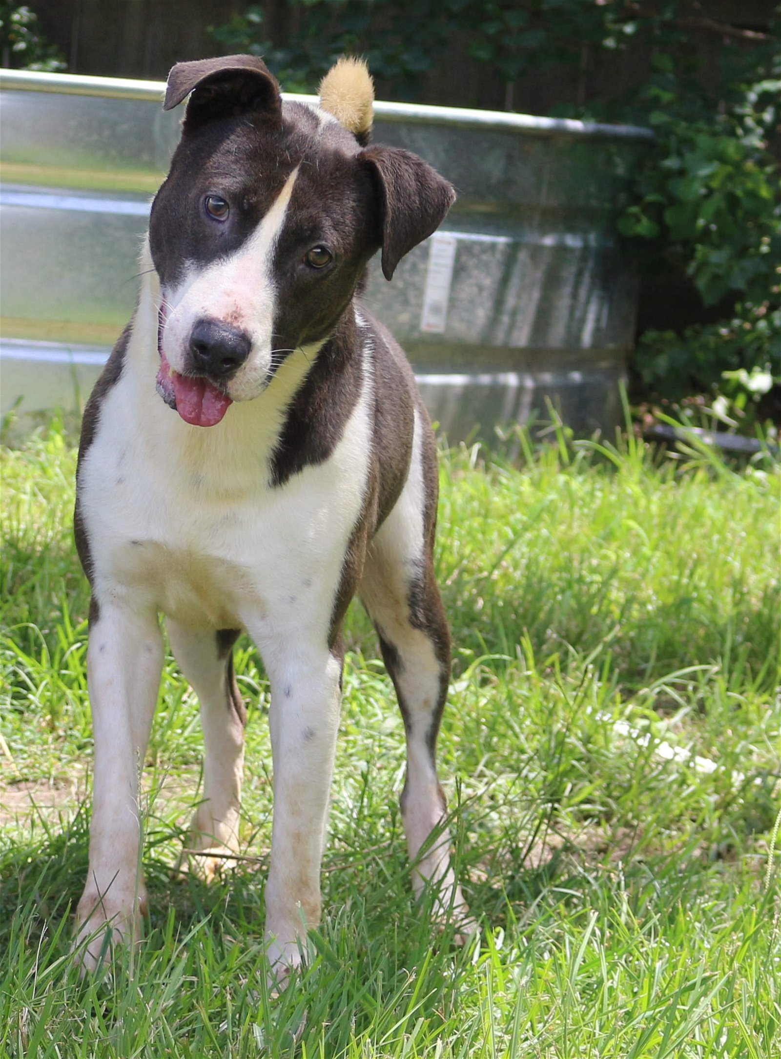 adoptable Dog in Jackson, MS named Raymond
